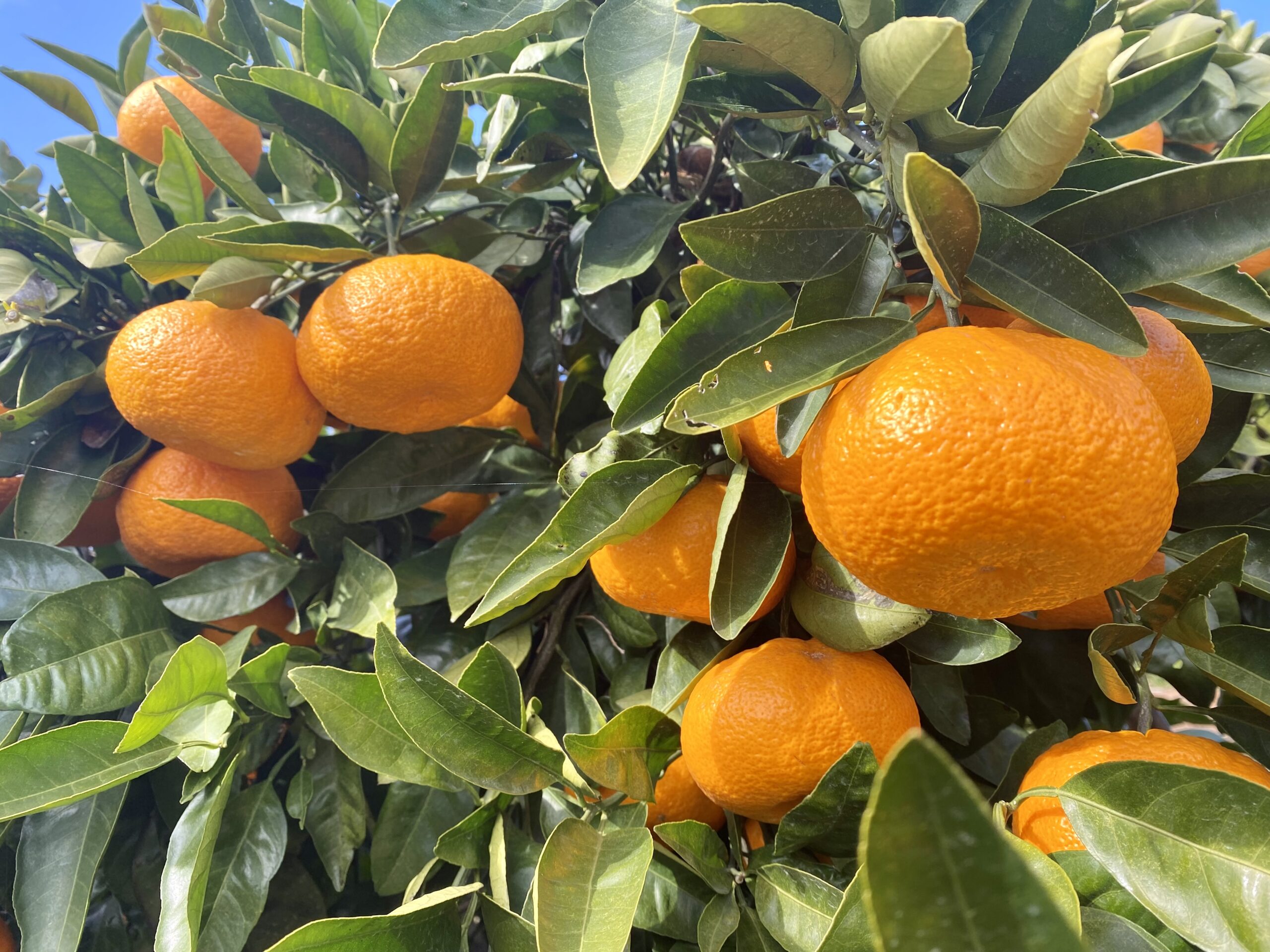 現地報告！顔が見える多気みかん「栽培自慢」生産者さんの熱意 - 生活